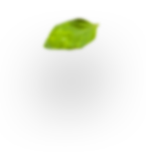 H3 leaf 2