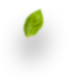 H3 leaf 4