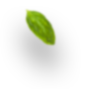 H4 leaf 1