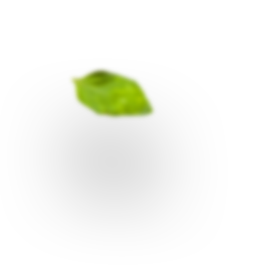H4 leaf 3